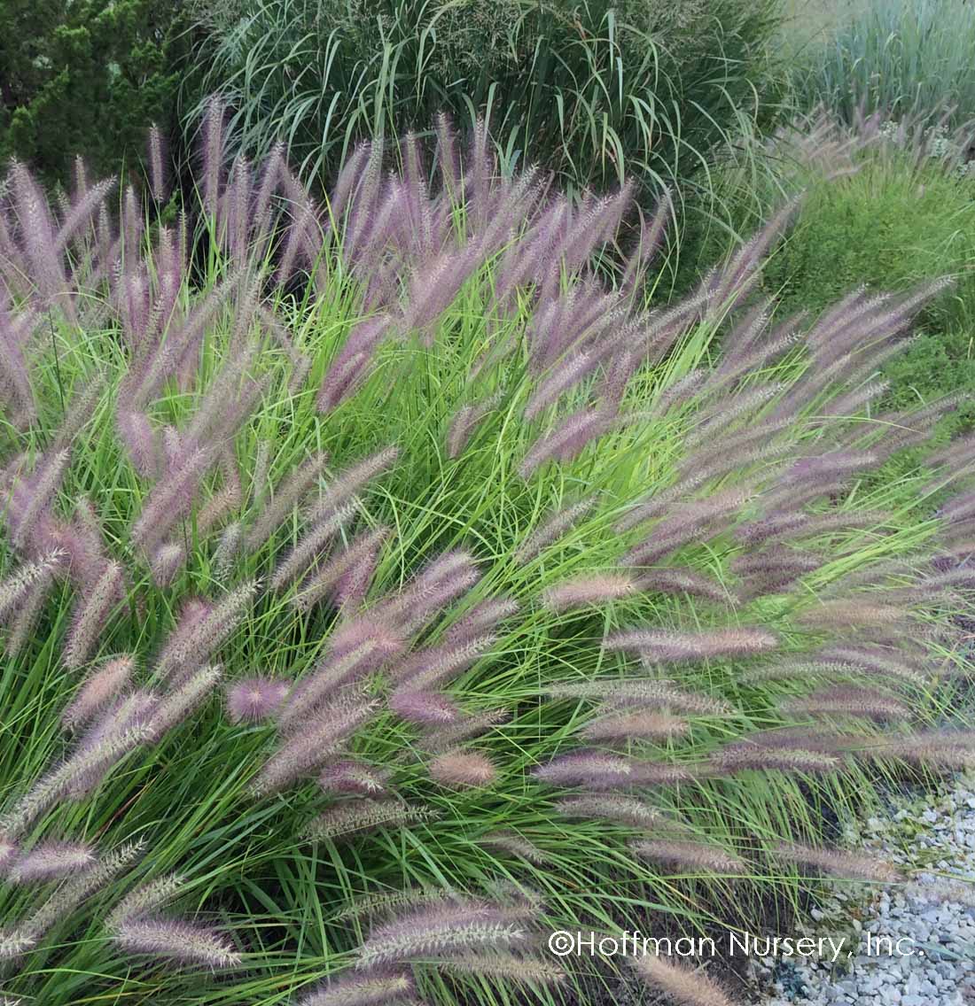 Pennisetum alopecuroides Red Head" 0.20 - 0.30 m Pennisetum alopecuroides "Red Head"
