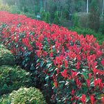 Photinia Red Robin" 1.20 - 1.40 m  Photinia serulata "Red Robin"