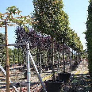 Photinia Red Robin" level 2.50 - 3.00 m Photinia serrulata "Red Robin"