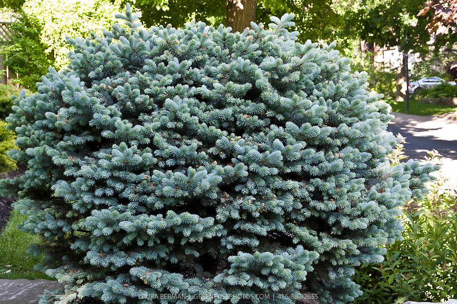Globular silver spruce 0.40 m - 0.60 m Picea pungens Glauca Globosa"