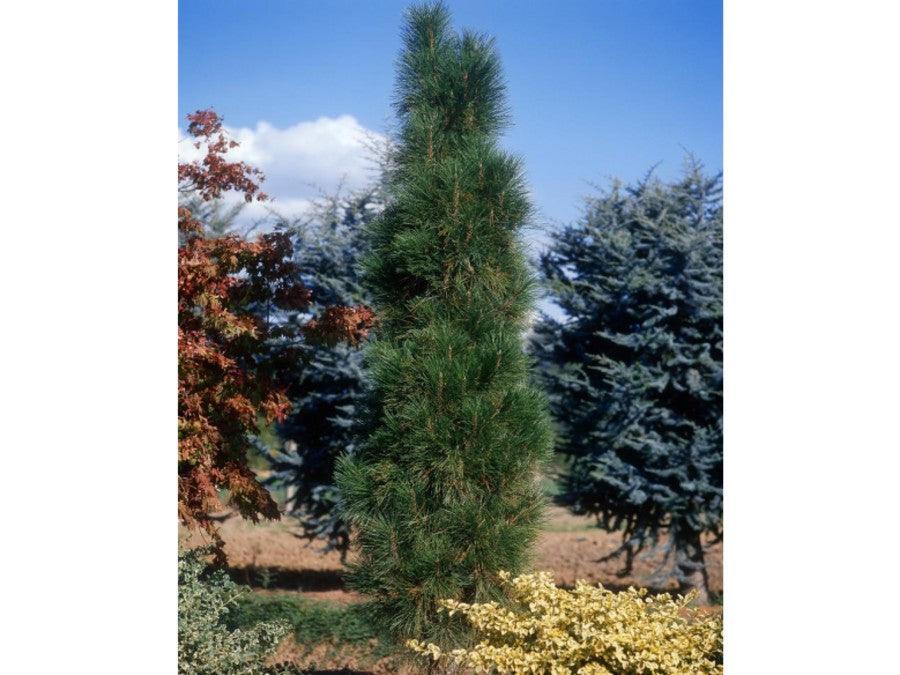 Pin negru Green Tower" 0.50 - 0.70 m Pinus nigra "Green Tower"
