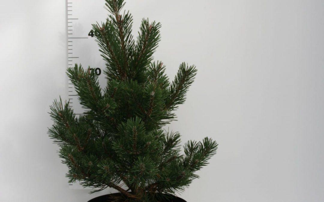 Pin pitic Gnom" 0.50 m - 0.80 m Pinus mugo "Gnom"