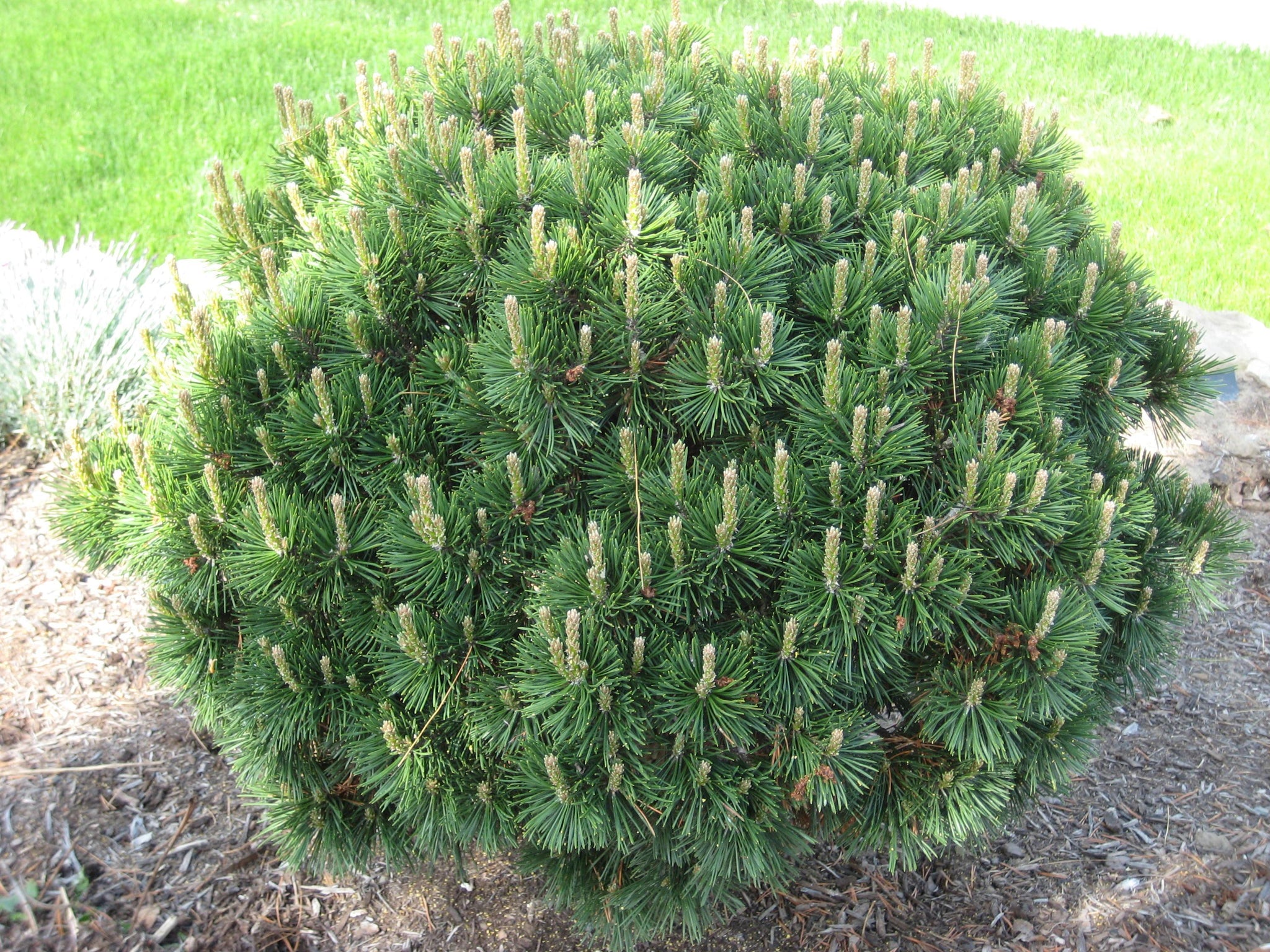 Pin pitic Gnom" 0.50 m - 0.80 m Pinus mugo "Gnom"