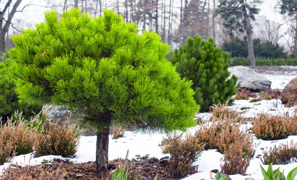 Mughus dwarf pine" 1.30 - 1.50 m Pinus mugo "Mughus"