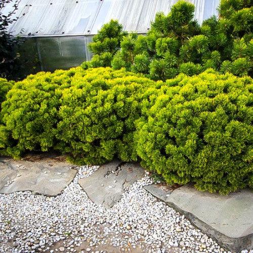 Dwarf pine Winter Gold" 0.40 - 0.60 m Pinus mugo "Winter Gold"