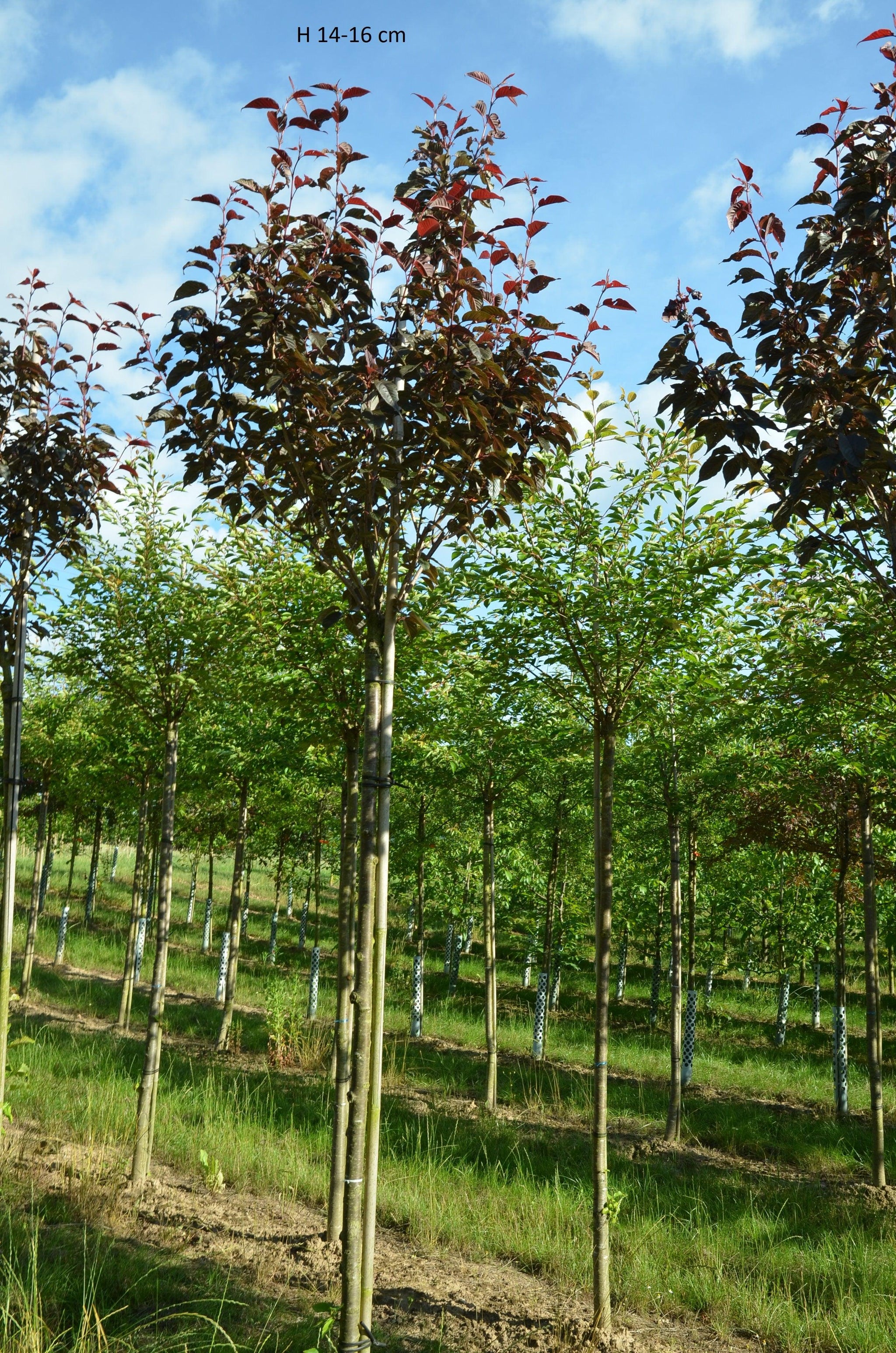 Japanese Cherry Royal Burgundy" 2.00 - 2.50 m Prunus serrulata "Royal Burgundy"