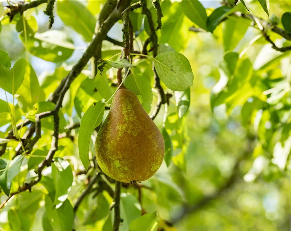 Pear 'Kaiser' 1.80 - 2.30 m Pyrus communis 'Kaiser'