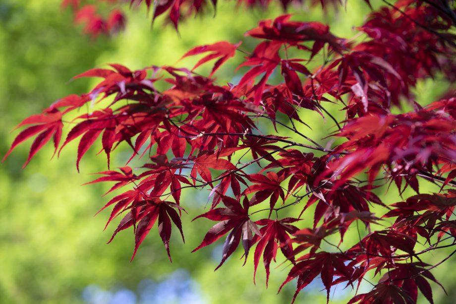 Artar japonez Fireglow 1.30 - 1.50 m Acer palm "Fireglow"