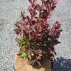 Dracila Red Rocket " 0.40 - 0.60 m Berberis thunbergii "Red Rocket "