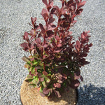 Dracila Red Rocket " 0.40 - 0.60 m Berberis thunbergii "Red Rocket "
