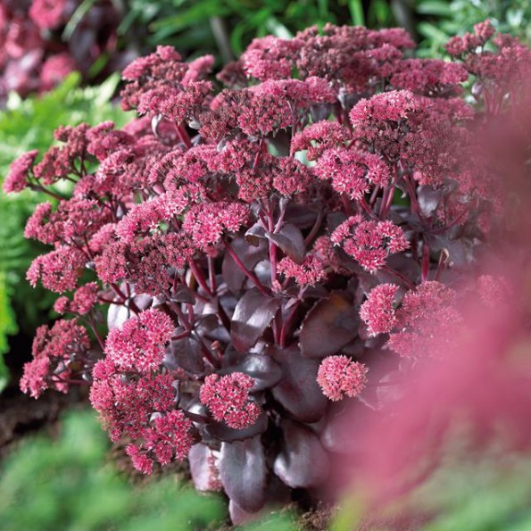 Iarba grasa Black Beauty Spectabile" 0.30 - 0.50 m Sedum spectabile "Black Beauty"