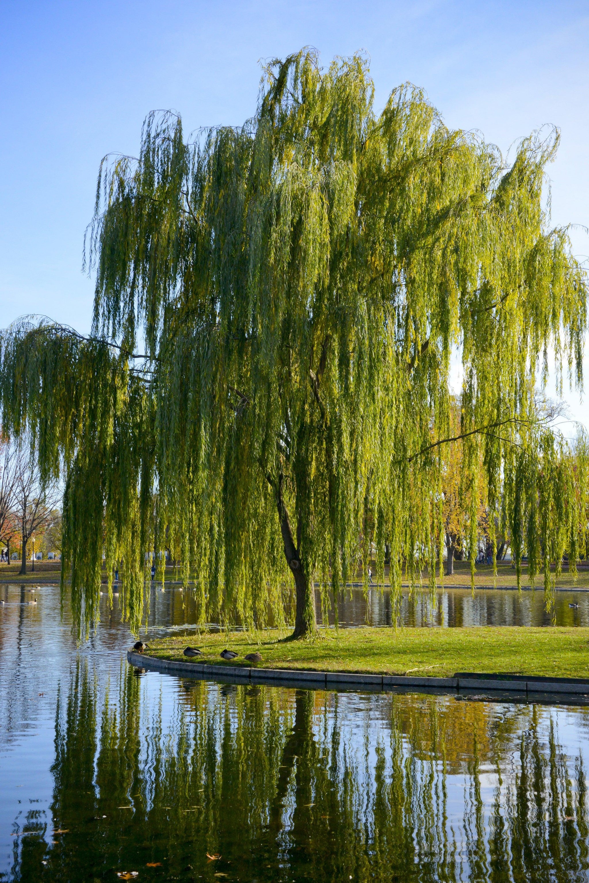 Weeping willow Aurea" 2.50 - 3.50 m Salix babylonica "Aurea"