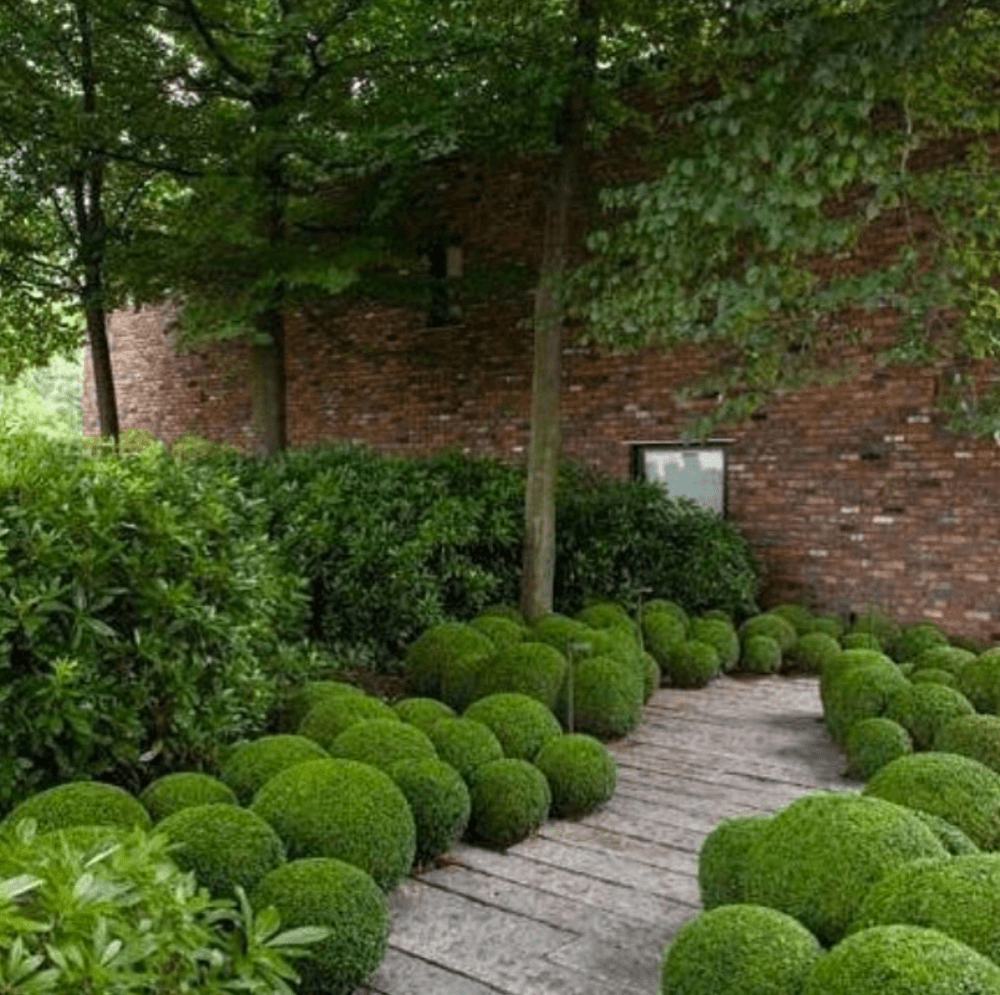 Buxus Faulkner" ball 0.20- 0.30 m Buxus microphylla"Faulkner"