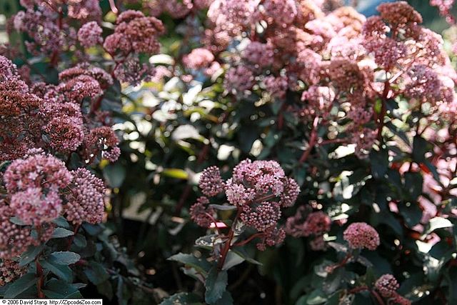 Iarba grasa Picolette " 0.20 - 0.60 m Sedum telephium "Picolette"