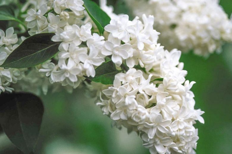 Liliac Madame Lemoine" 1.20 - 1.50 m Syringa vulgaris "Madame Lemoine"