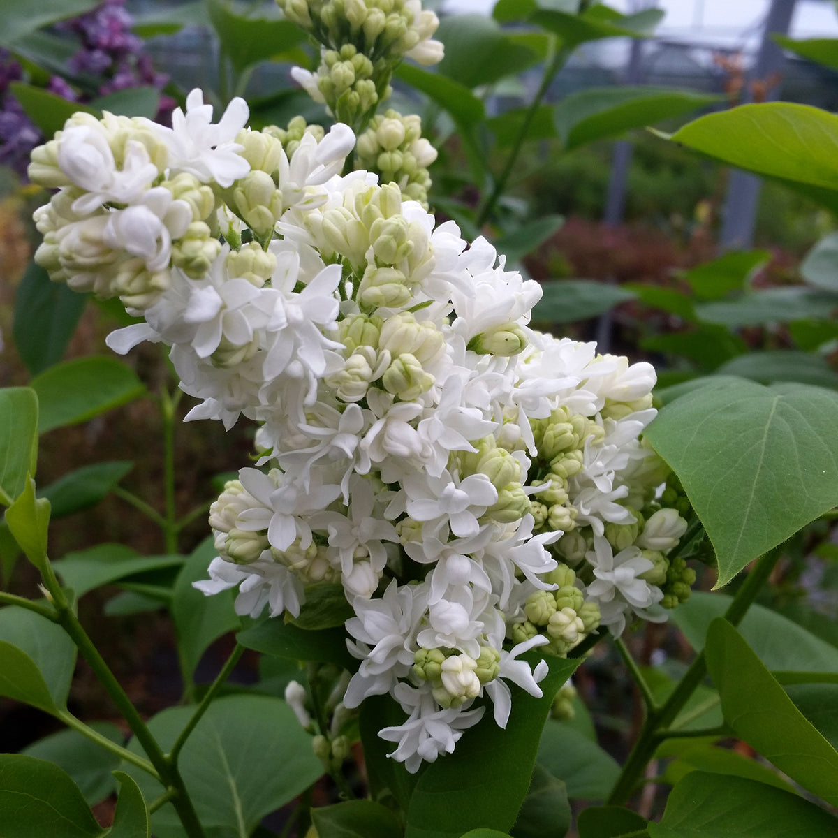 Liliac Madame Lemoine" 1.20 - 1.50 m Syringa vulgaris "Madame Lemoine"