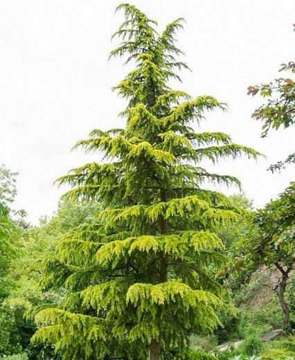 Himalayan cedar Aurea" 1.75 - 2.00 m Cedrus deodara "Aurea"