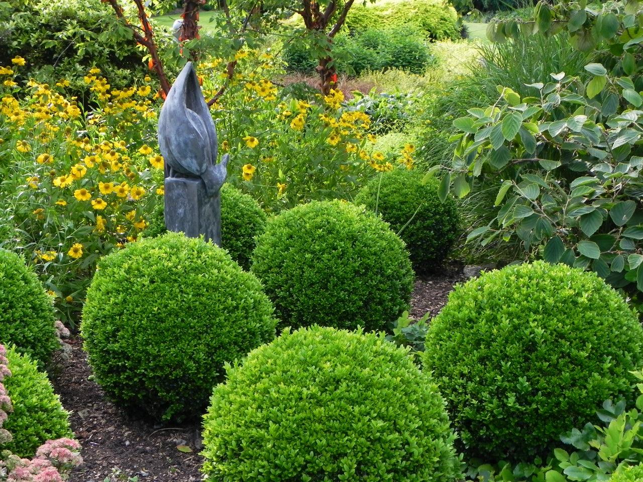 Buxus Faulkner" minge 0.20- 0.30 m  Buxus microphylla"Faulkner"