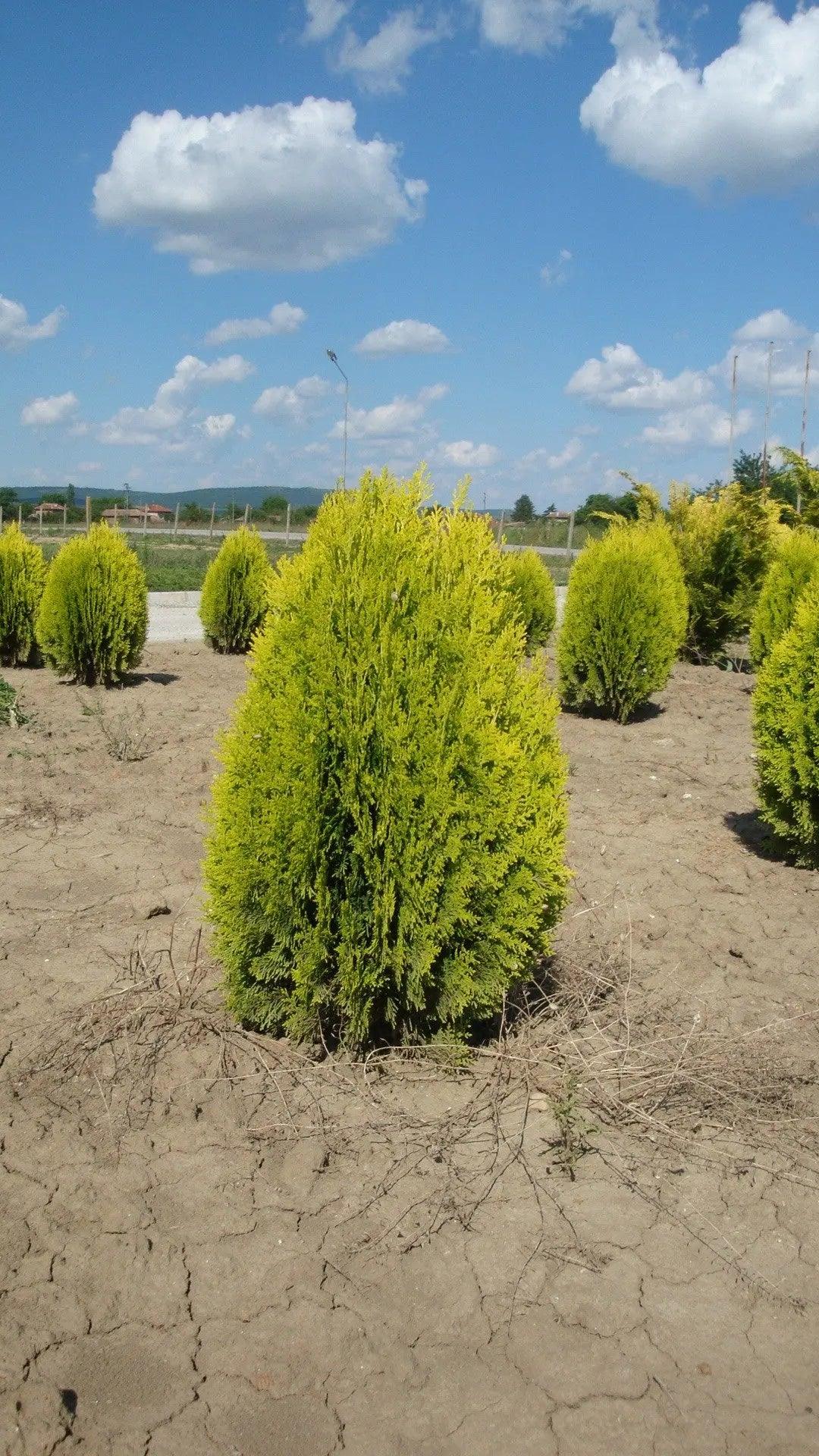 Thuja Aurea Nana" 0.40 - 0.50 m Thuja orientalis "Aurea Nana"