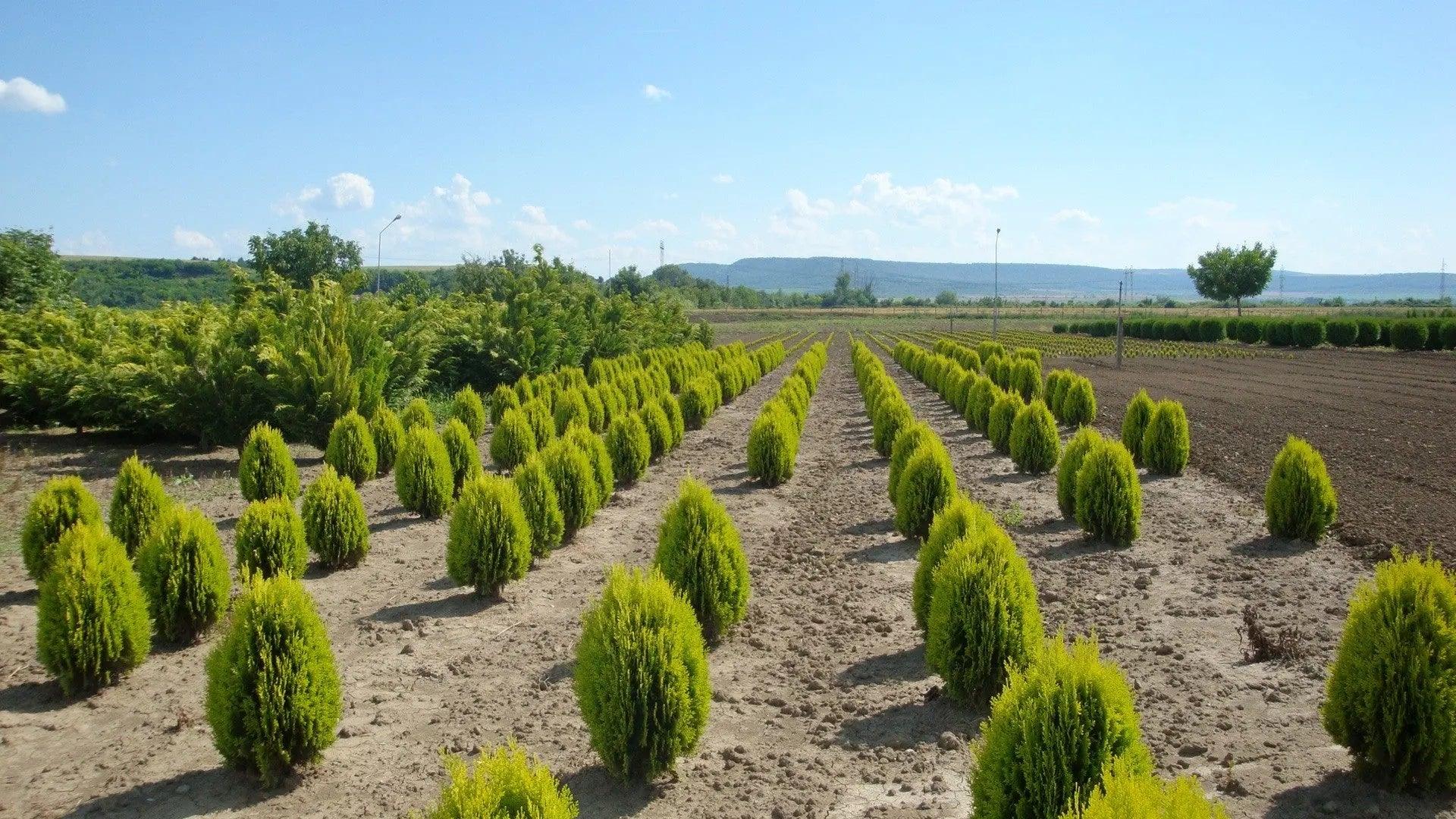 Thuja Aurea Nana" 0.40 - 0.50 m Thuja orientalis "Aurea Nana"