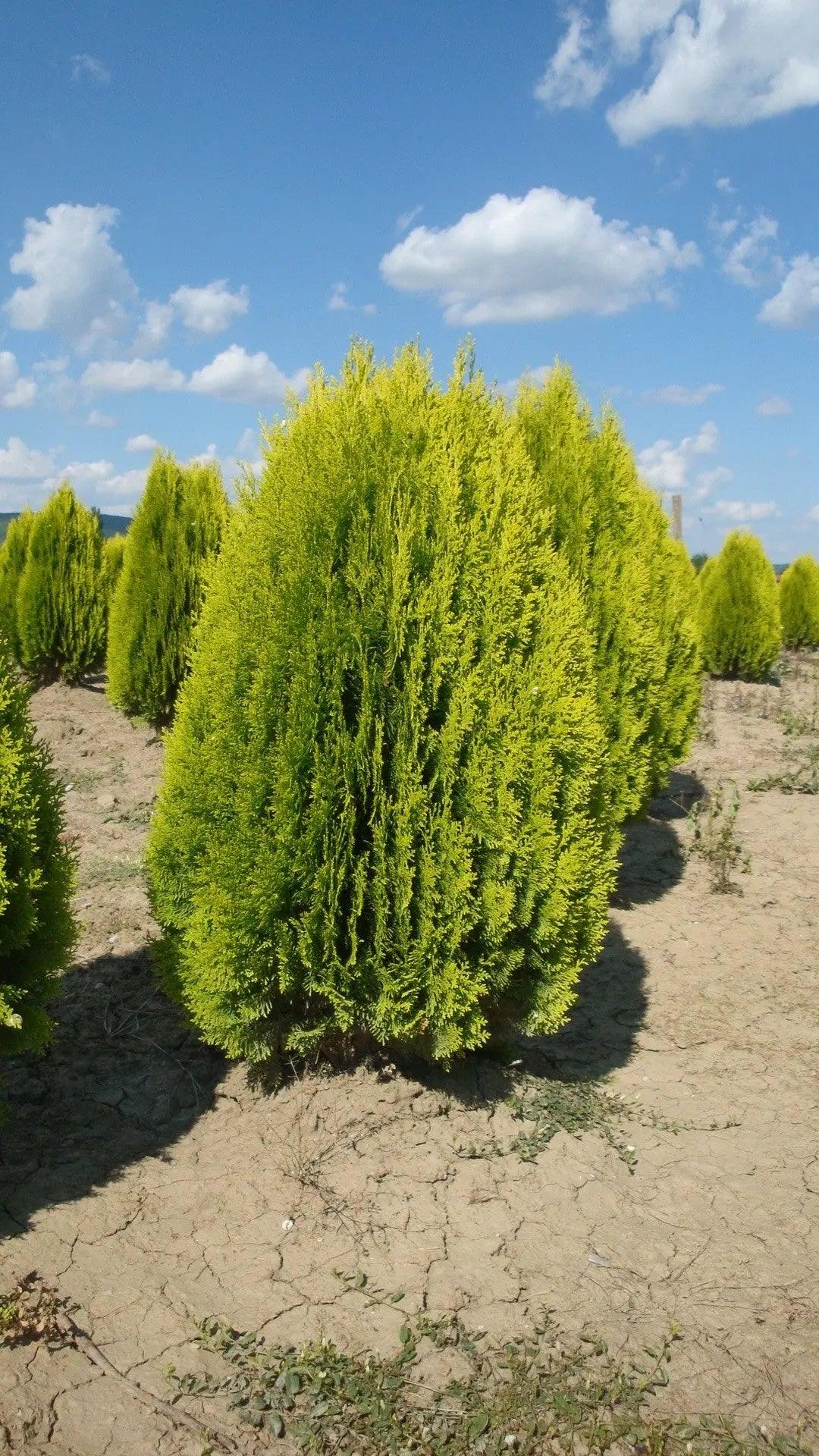 Thuja Aurea Nana" 0.80 - 1.00 m Thuja orientalis Aurea Nana