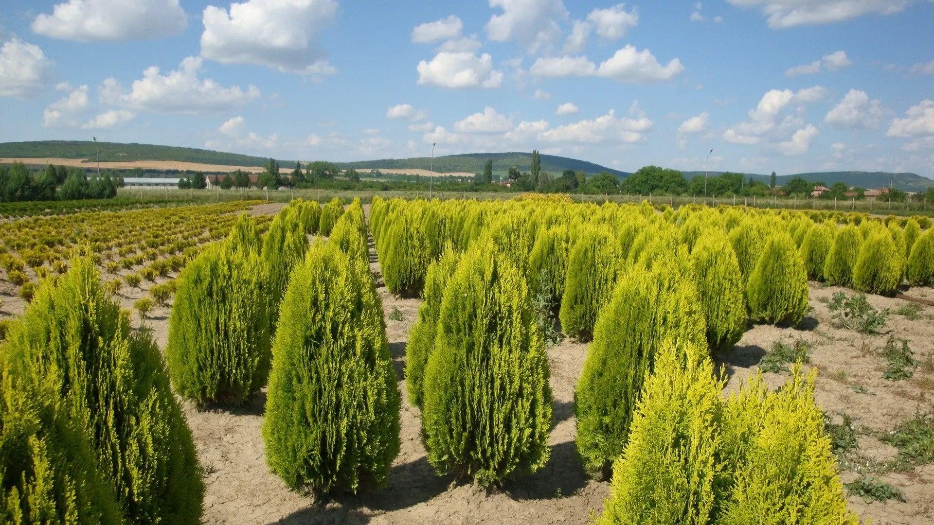 Thuja Aurea Nana" 0.80 - 1.00 m Thuja orientalis Aurea Nana