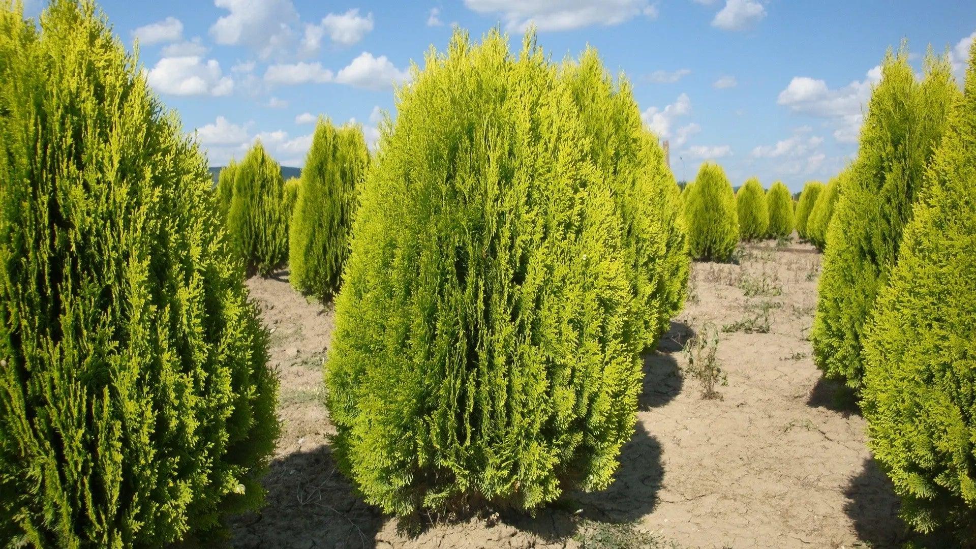 Thuja Aurea Nana" 0.80 - 1.00 m Thuja orientalis Aurea Nana
