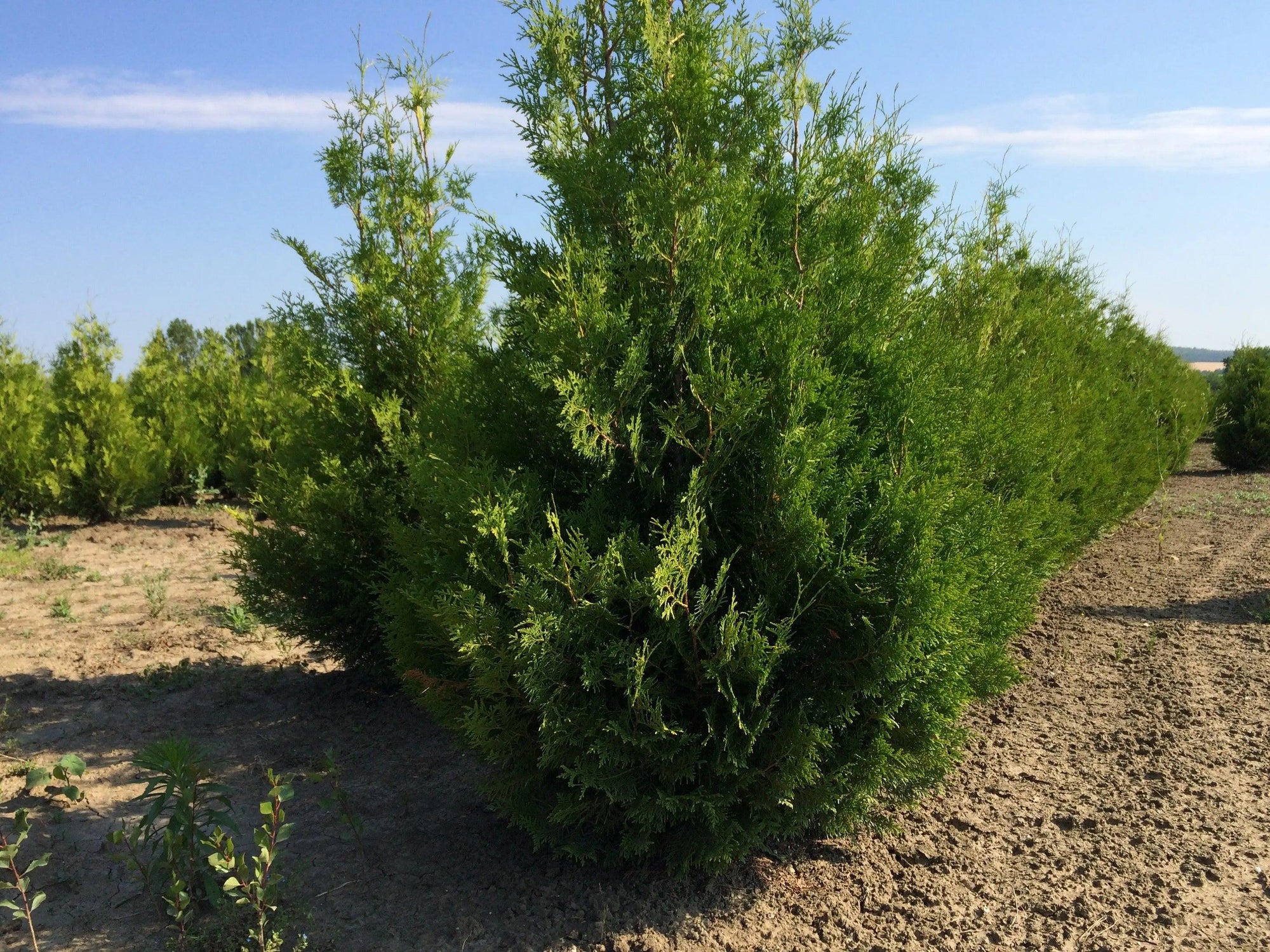 Tuia Brabant" 1.40 - 1.60 m Thuja occidentalis "Brabant"