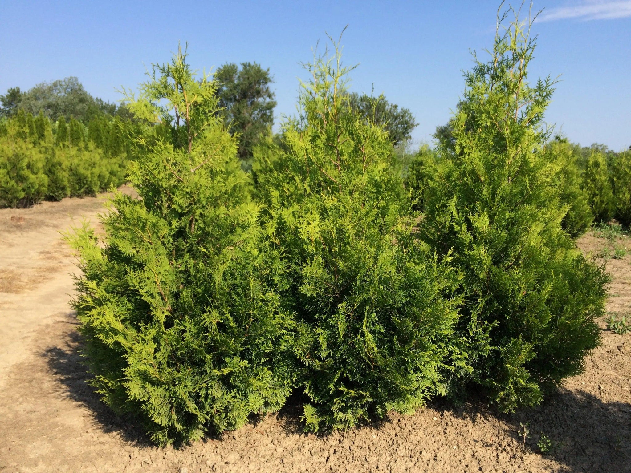 Tuia Brabant" 1.40 - 1.60 m Thuja occidentalis "Brabant"