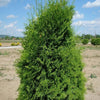 Tuia Columna" 1.00 - 1.20 m  Thuja occidentalis "Columnaris"