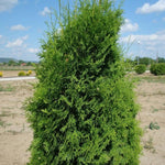 Tuia Columna" 1.00 - 1.20 m  Thuja occidentalis "Columnaris"