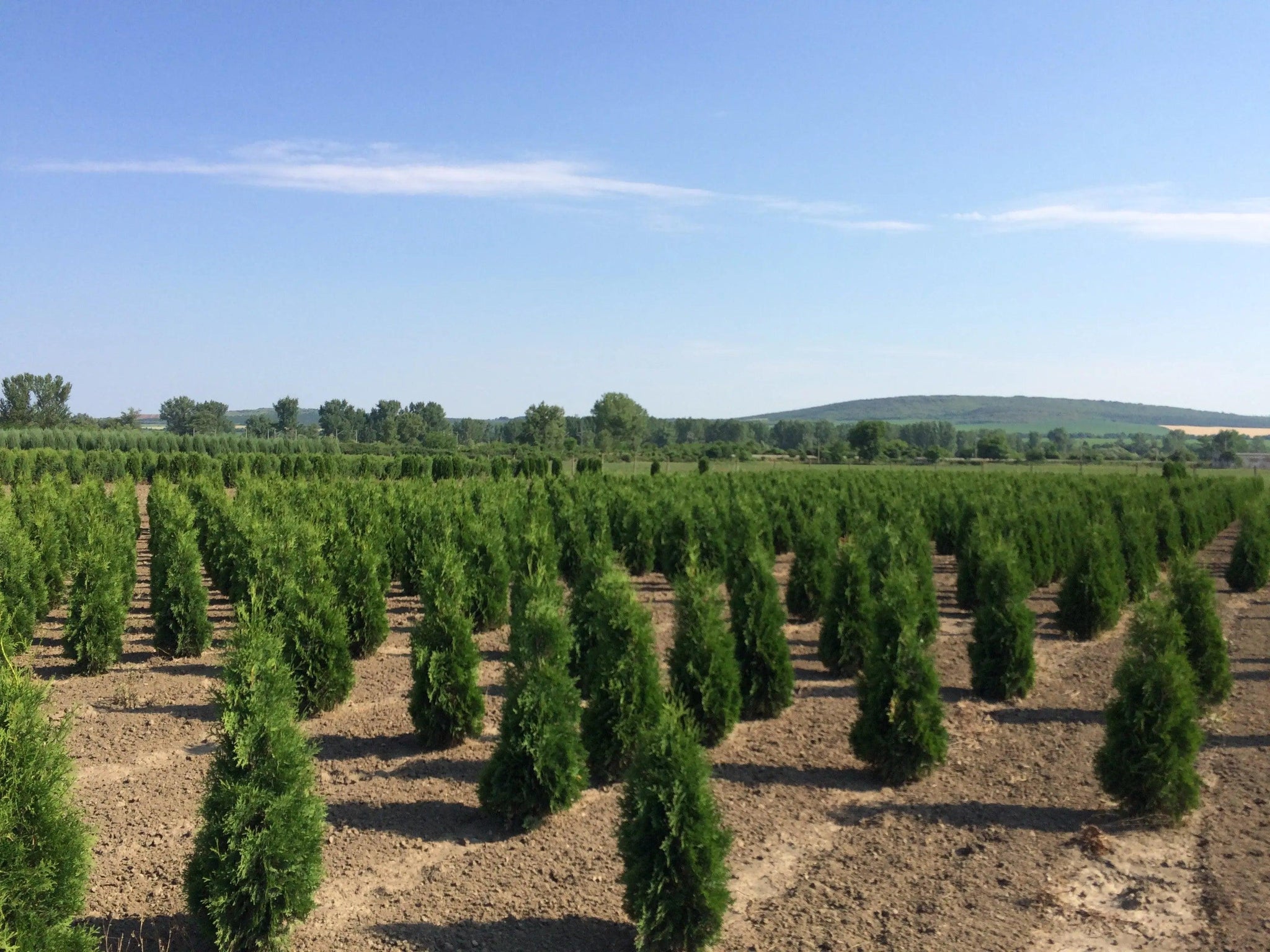 Tuia Columna" 1.00 - 1.20 m Thuja occidentalis "Columnaris"