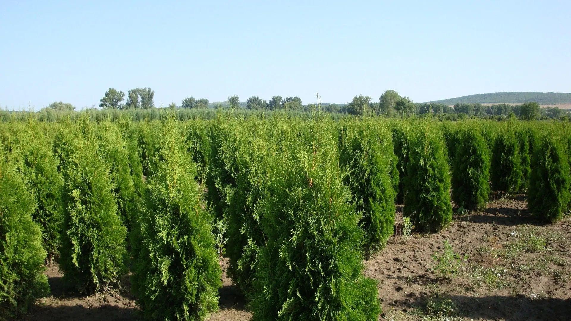 Tuia Columna" 1.40 - 1.50 m Thuja occidentalis "Columnaris"