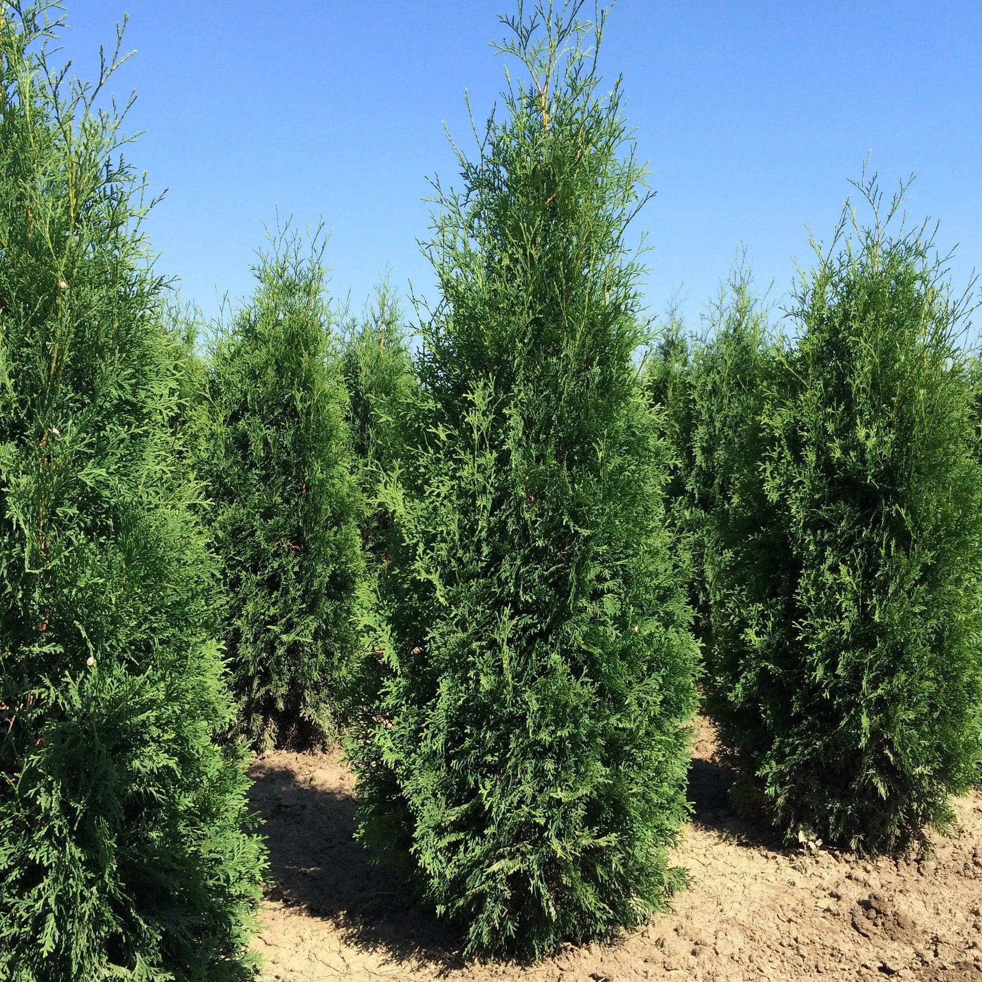 Tuia Columna" 1.70 - 1.80 m Thuja occidentalis "Columnaris"
