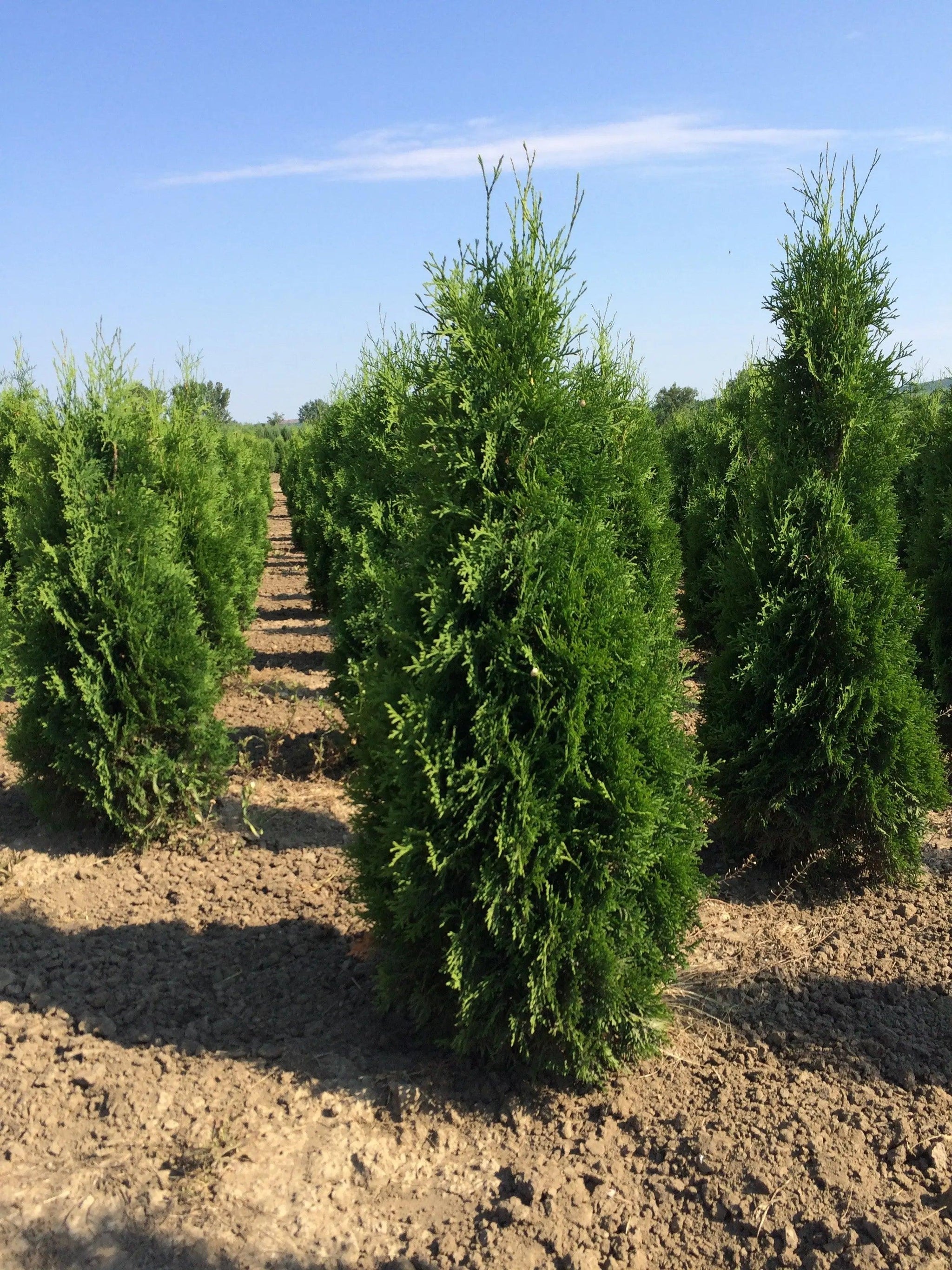 Tuia Columna" 1.70 - 1.80 m Thuja occidentalis "Columnaris"