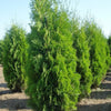 Tuia Columna" 1.80 - 2.00 m Thuja occidentalis "Columnaris"