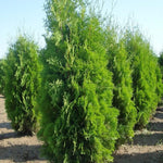 Tuia Columna" 1.80 - 2.00 m Thuja occidentalis "Columnaris"