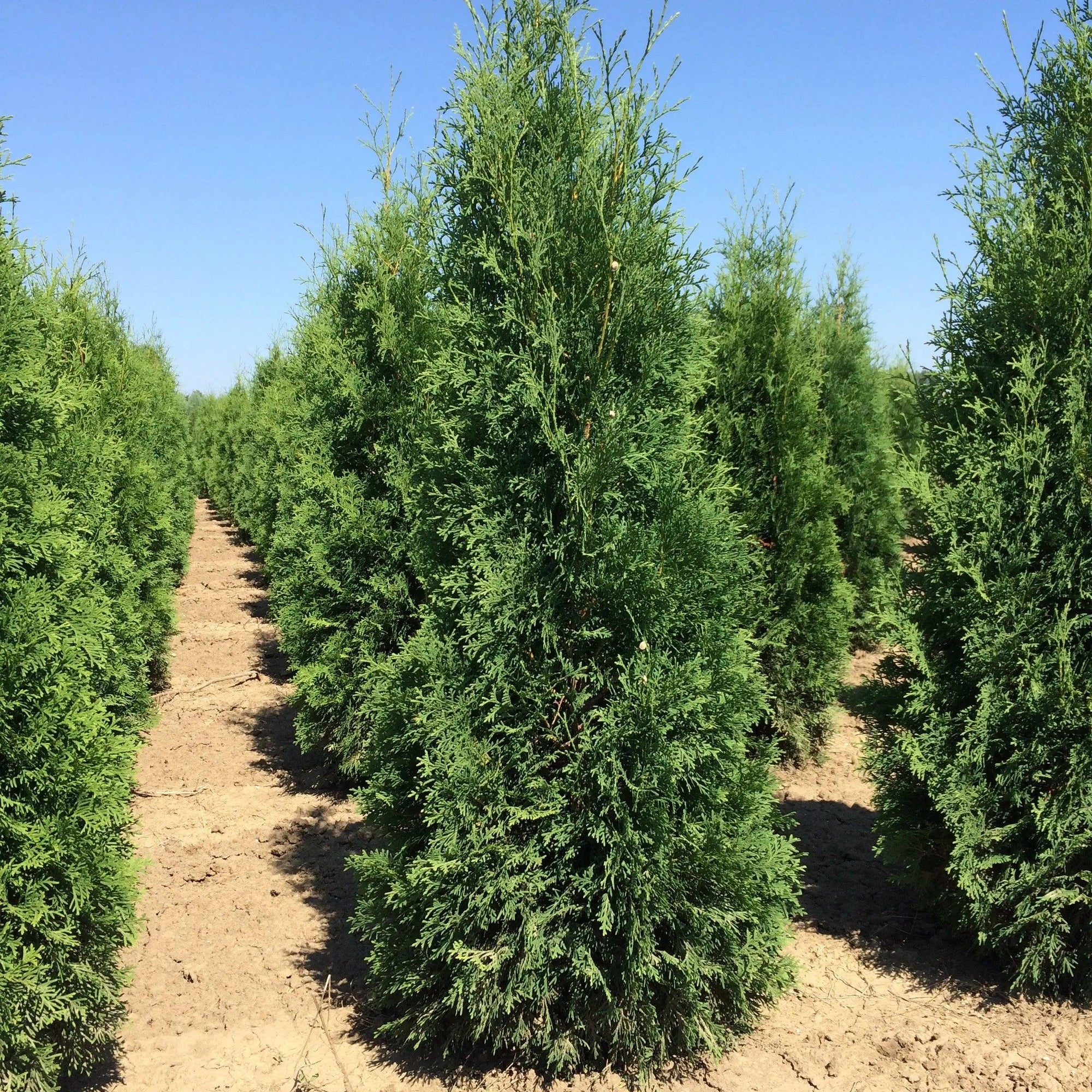 Tuia Columna" 1.80 - 2.00 m Thuja occidentalis "Columnaris"