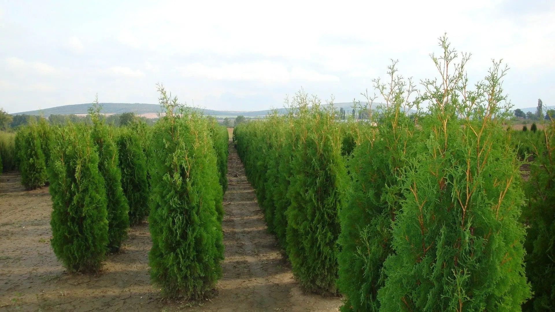 Tuia Columna" 1.80 - 2.00 m Thuja occidentalis "Columnaris"