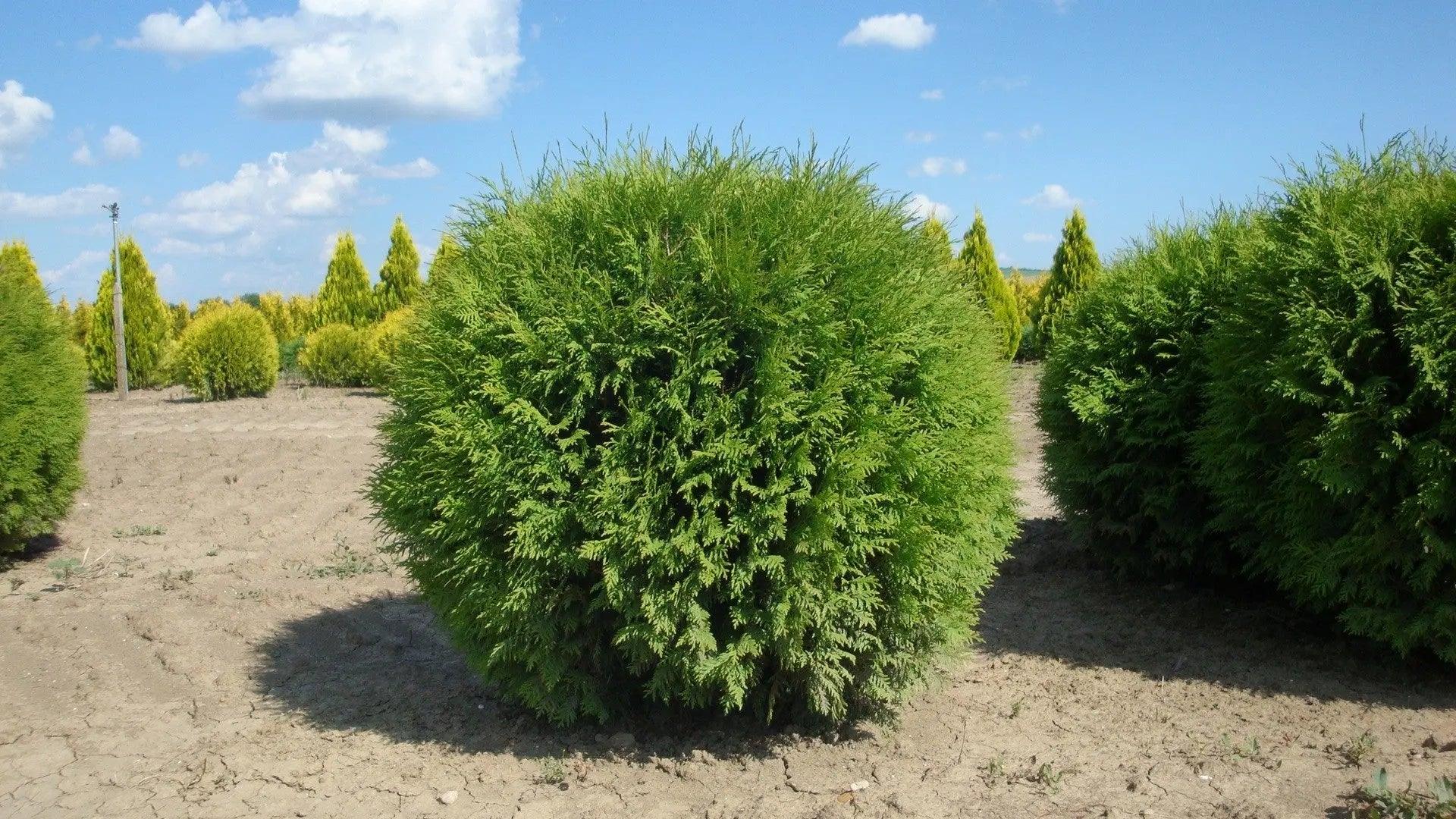Tuia Globosa" 0.50 - 0.60 m Thuja occidentalis "Globosa"