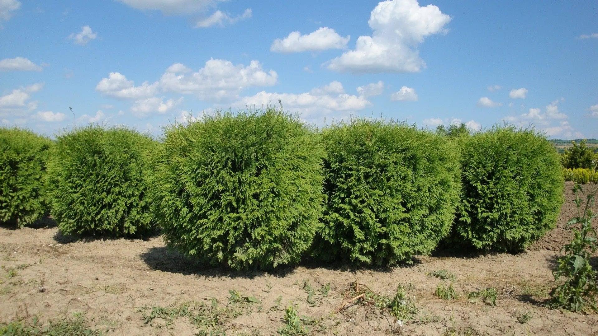 Tuia Globosa" 0.80 - 1.00 m Thuja occidentalis "Globosa"