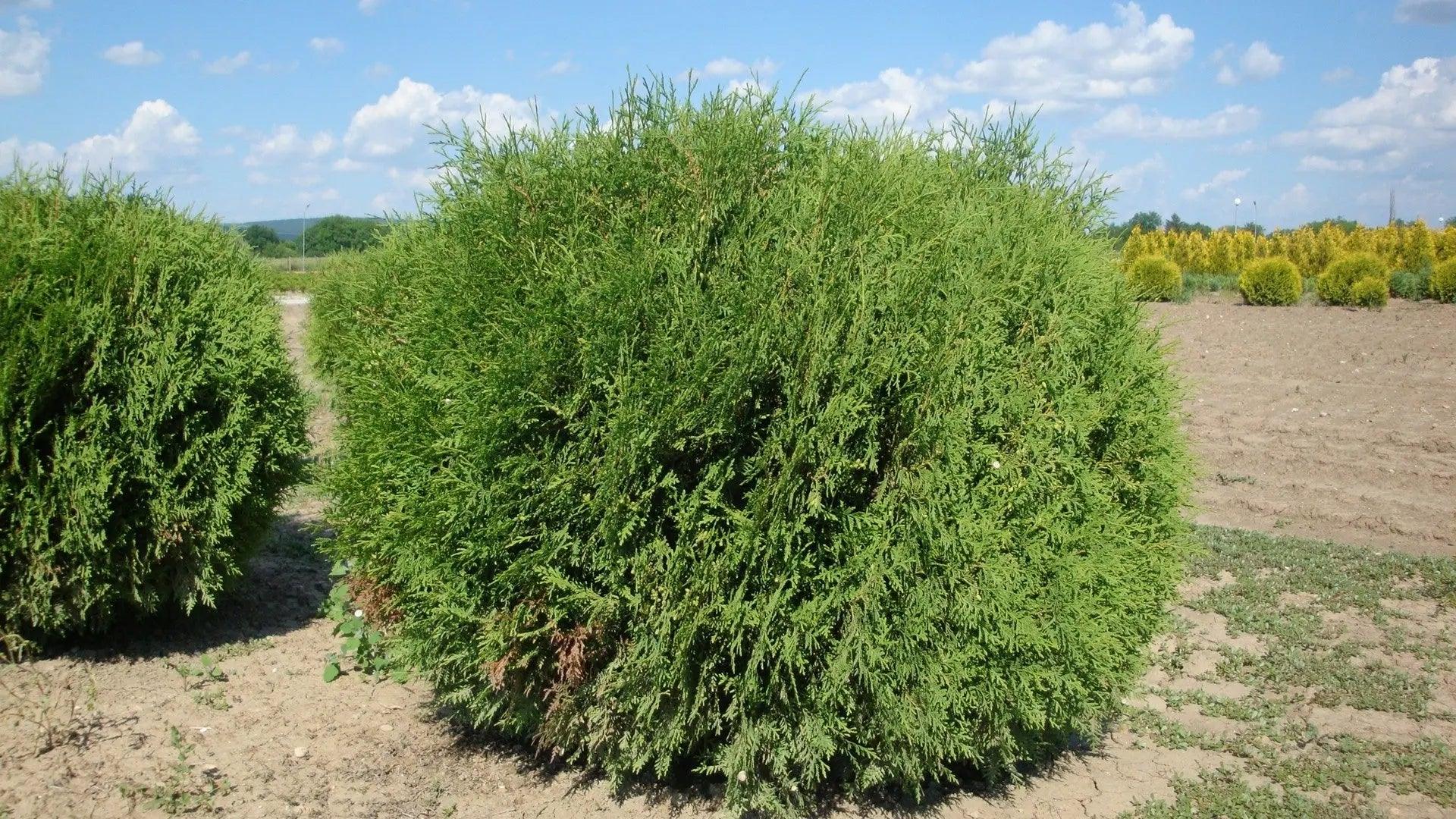 Tuia Globosa" 0.80 - 1.00 m Thuja occidentalis "Globosa"
