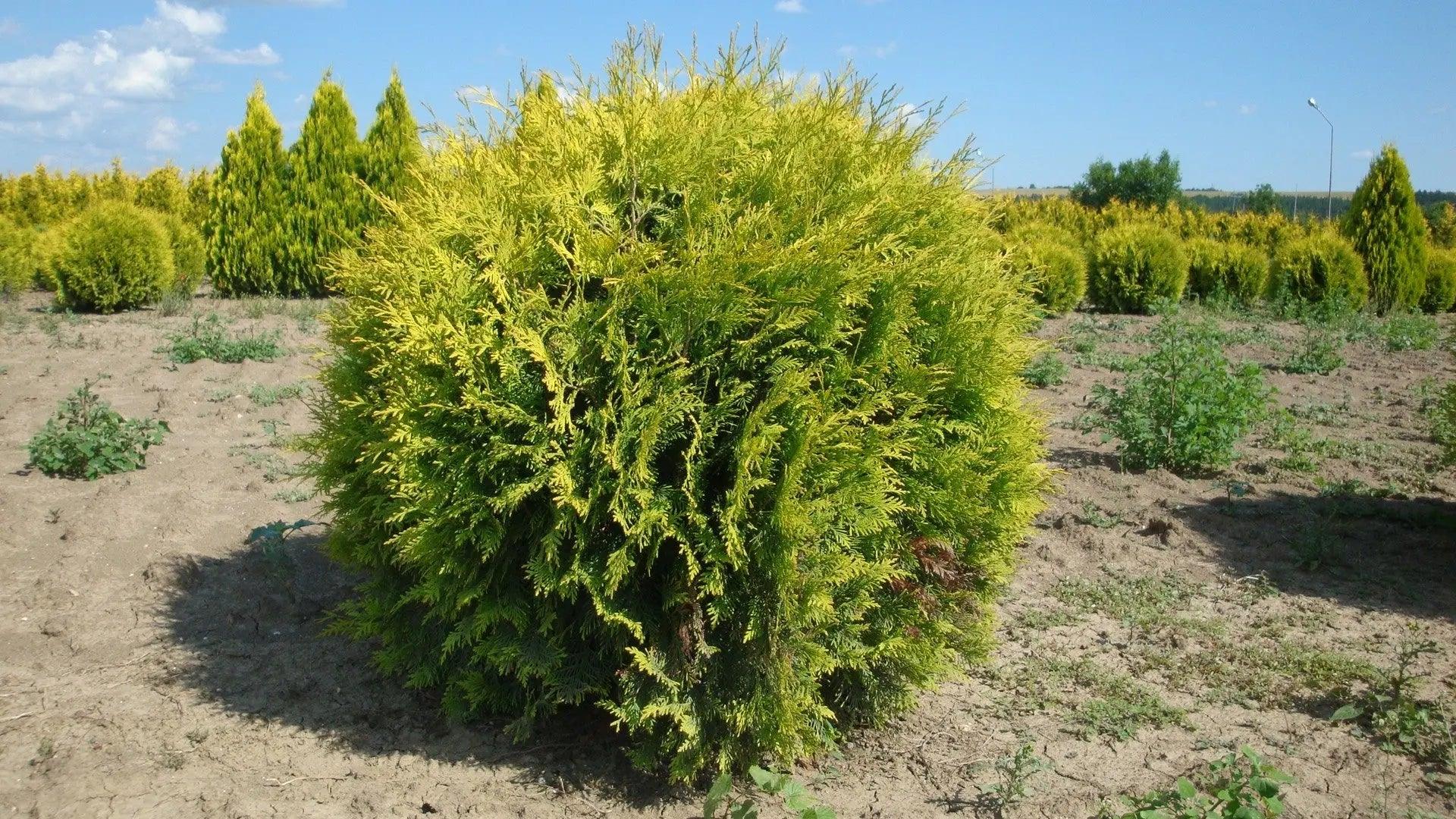 Thuja Golden Globe" 0.40 - 0.50 m Thuja occidentalis "Golden Globe"