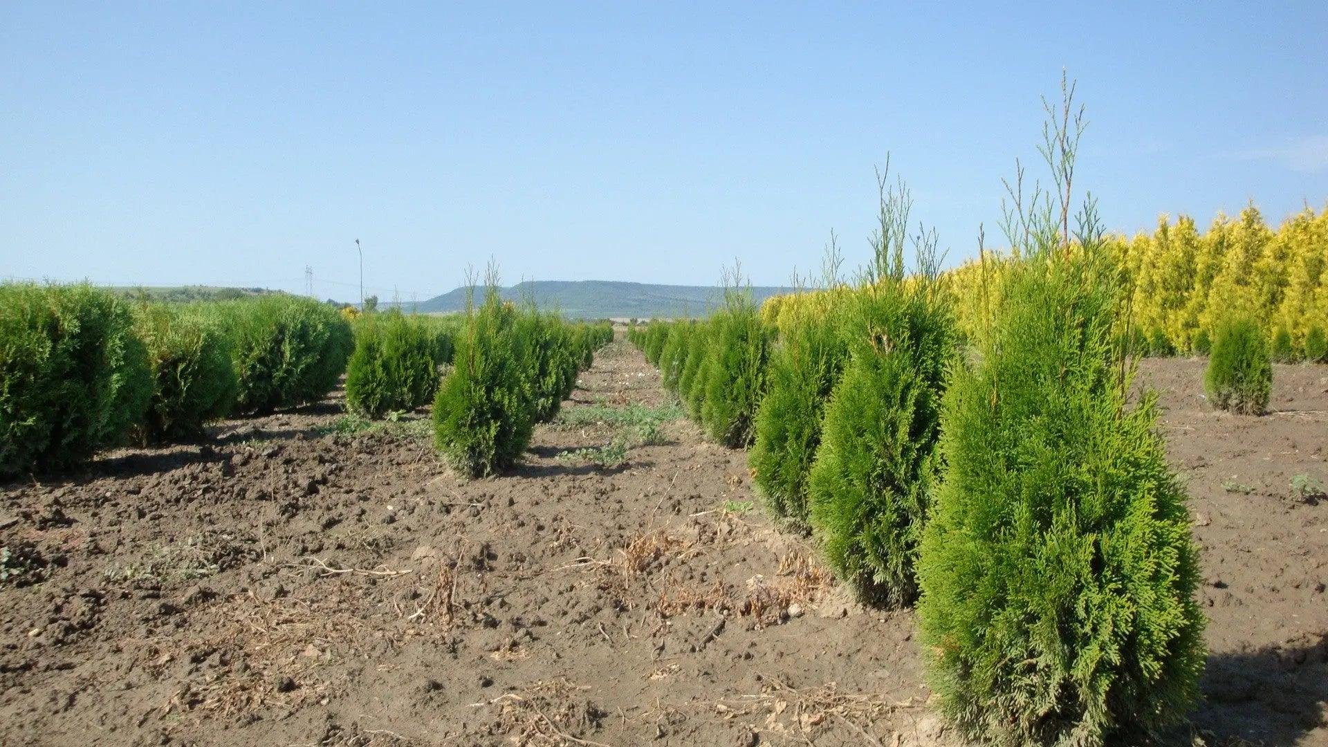 Thuja Smaragd 0.80 - 1.00 m Thuja Occidentalis Smaragd