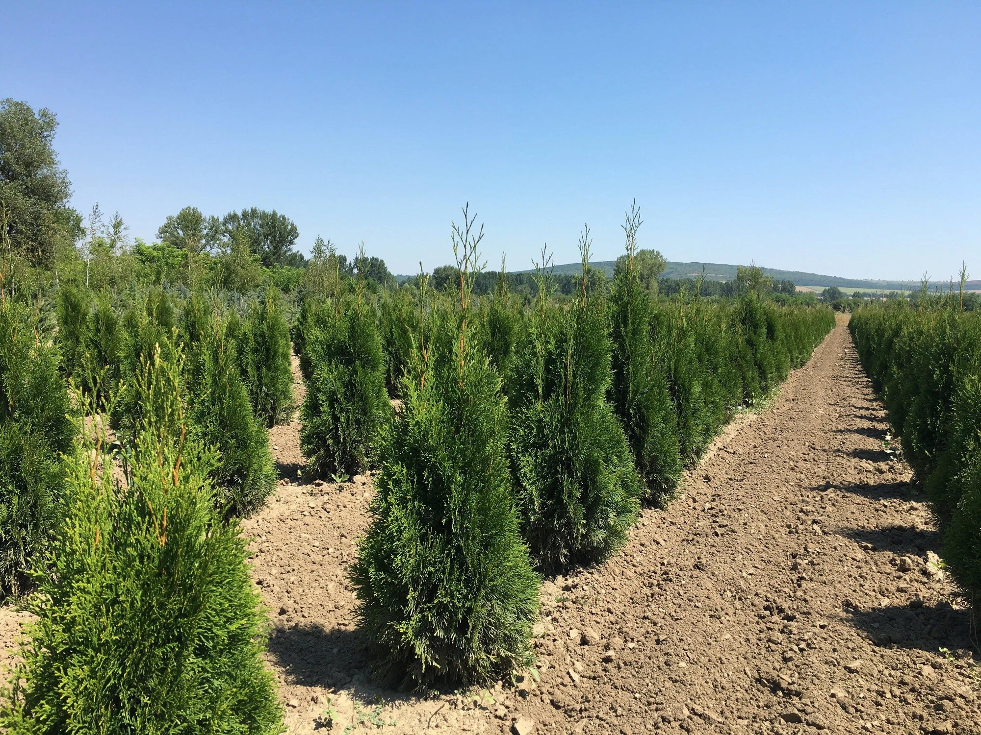 Thuja Smaragd 1.00 - 1.20 m Thuja Occidentalis Smaragd