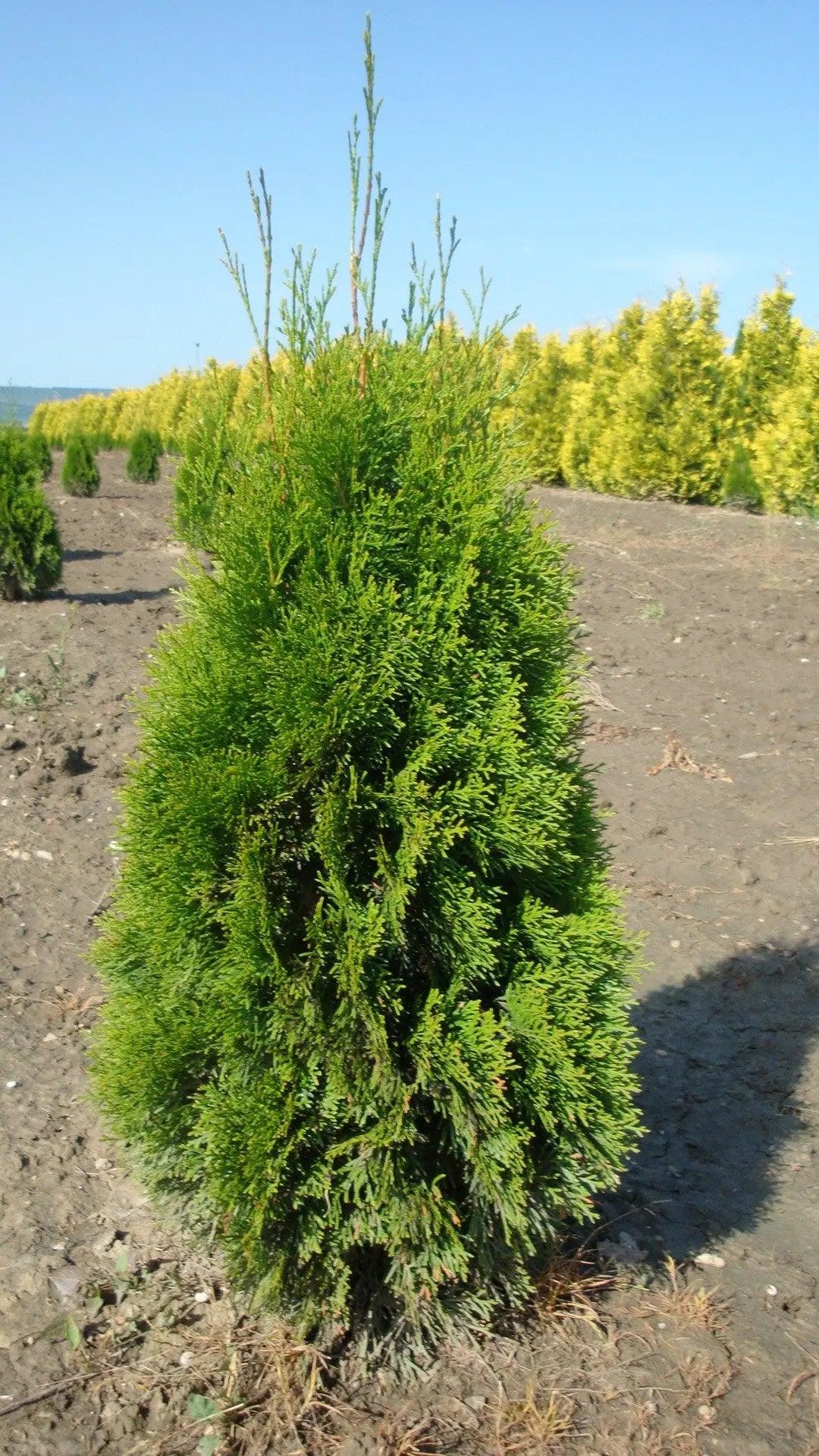 Thuja Smaragd 1.00 - 1.20 m Thuja Occidentalis Smaragd