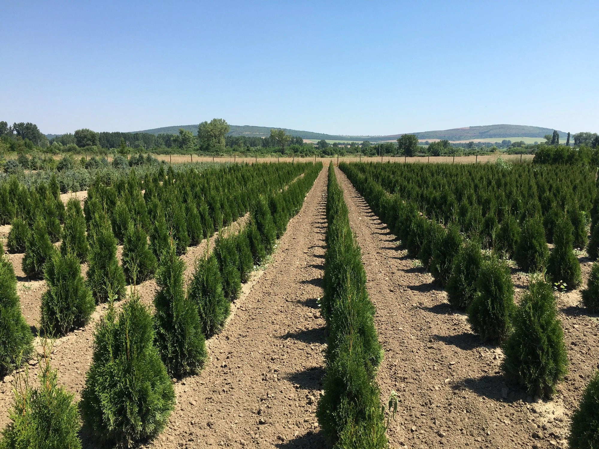 Thuja Smaragd 1.40 - 1.50 m Thuja Occidentalis Smaragd