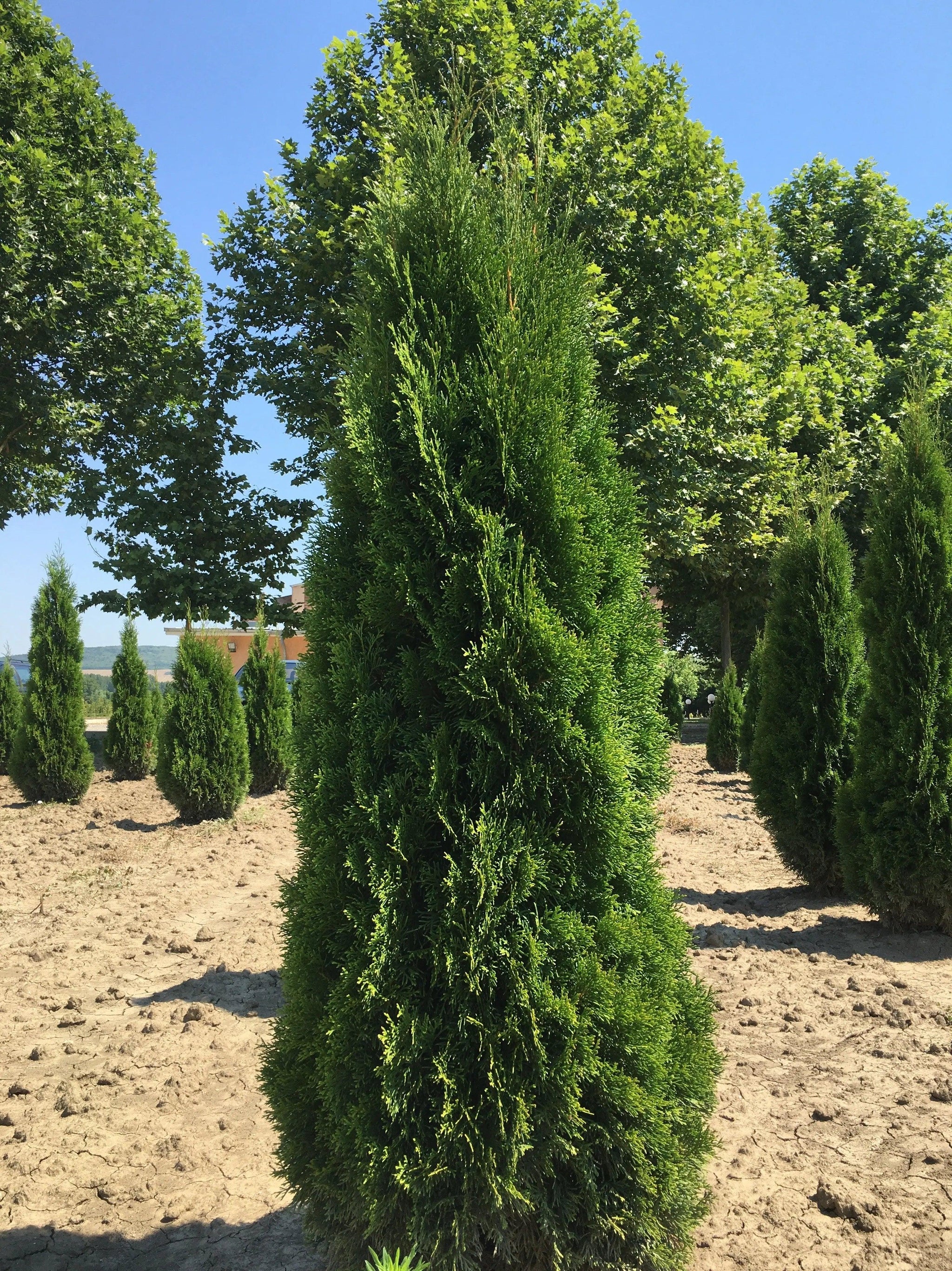 Thuja Smaragd 1.40 - 1.50 m Thuja Occidentalis Smaragd