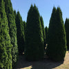 Tuia Smaragd 4.00 - 4.20 m Thuja Occidentalis Smaragd