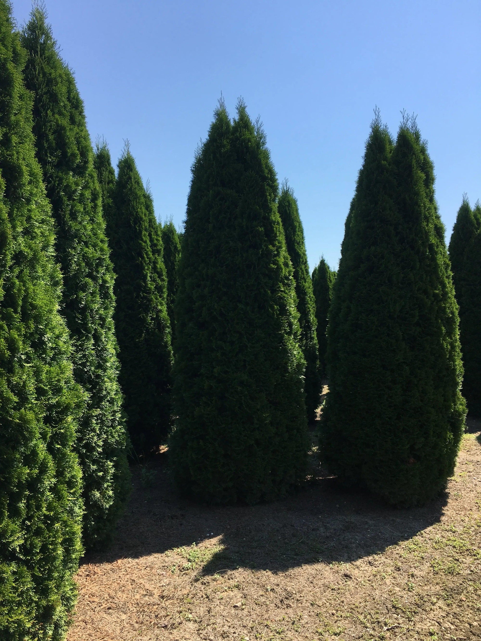 Tuia Smaragd 4.00 - 4.20 m Thuja Occidentalis Smaragd
